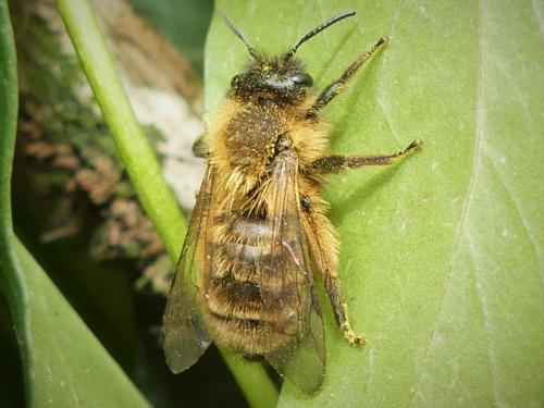 Réf. 277 980 : Andrena nigroaenea